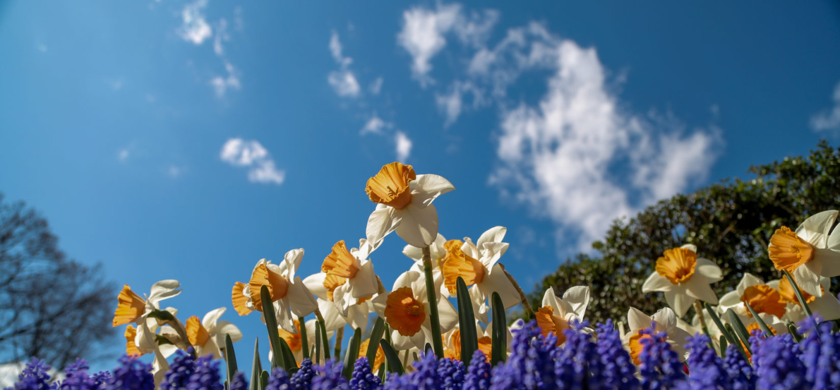 Daffodils and grape hyacinth under a beautiful spring sky