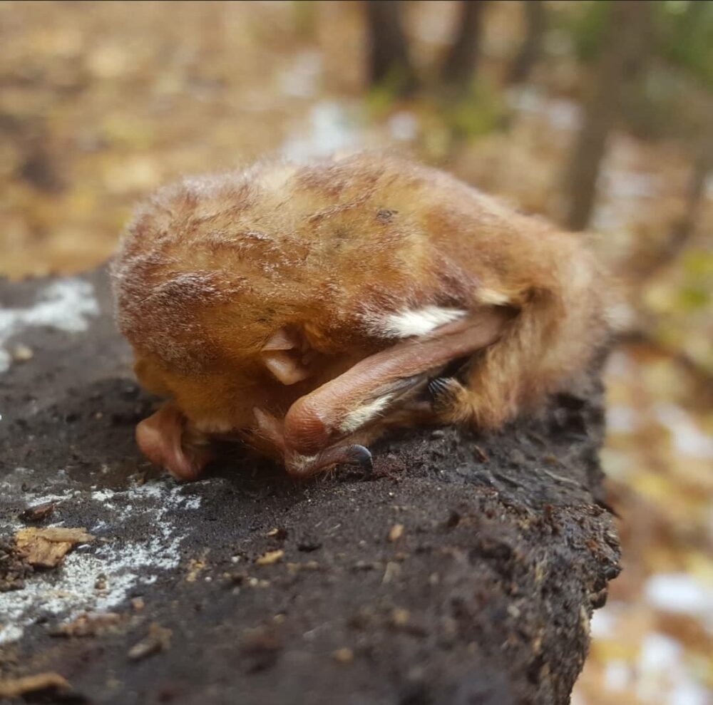 Close up image of a red bat