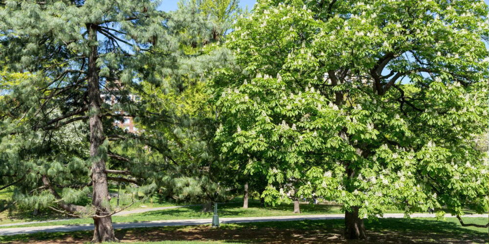 Blog wide 2x Story Seneca Village 1