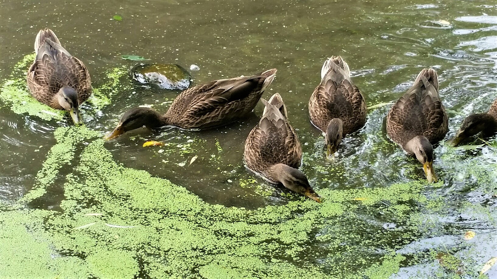Duckweed