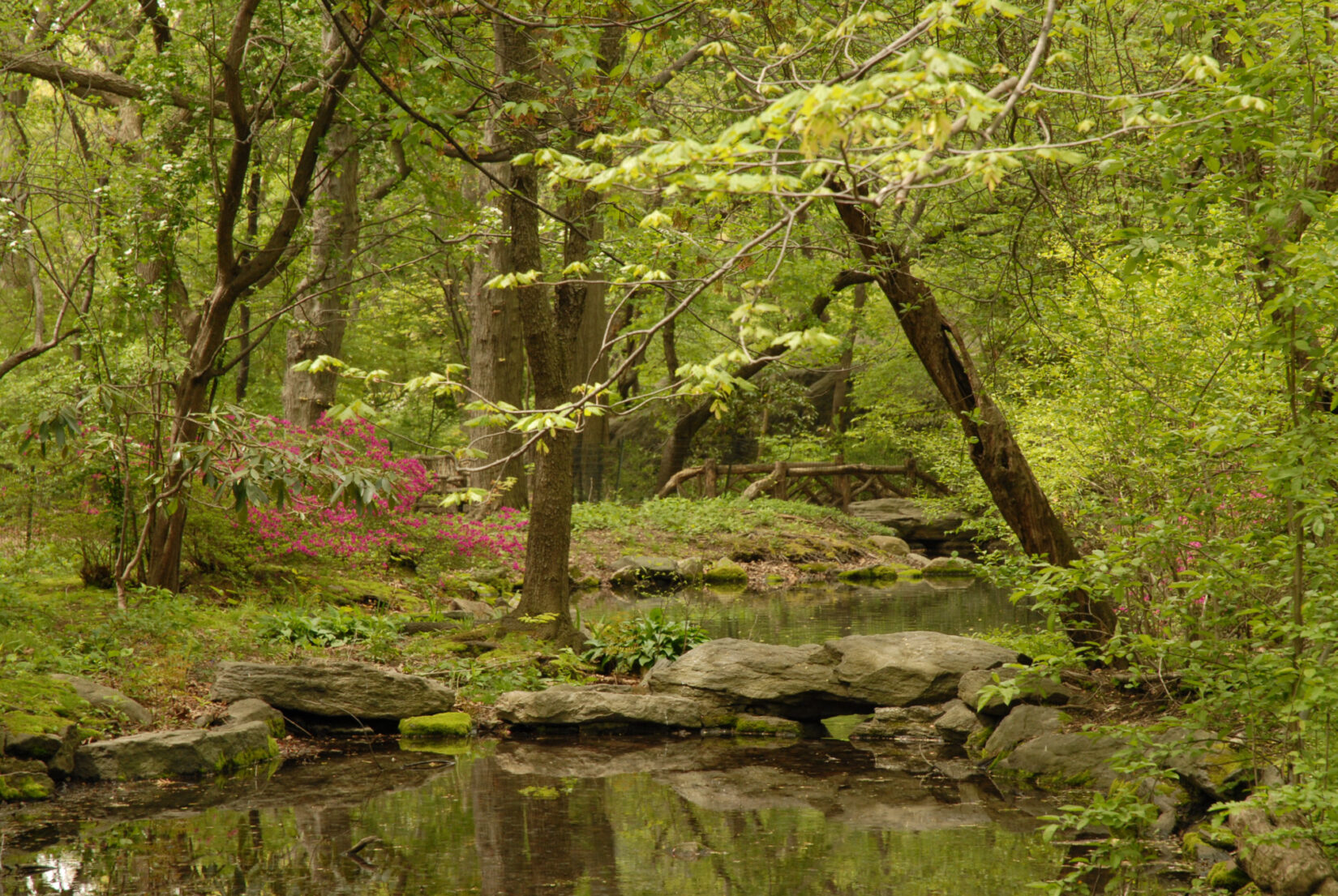 Landscapes Ramble Azalea Pond DSC 0141