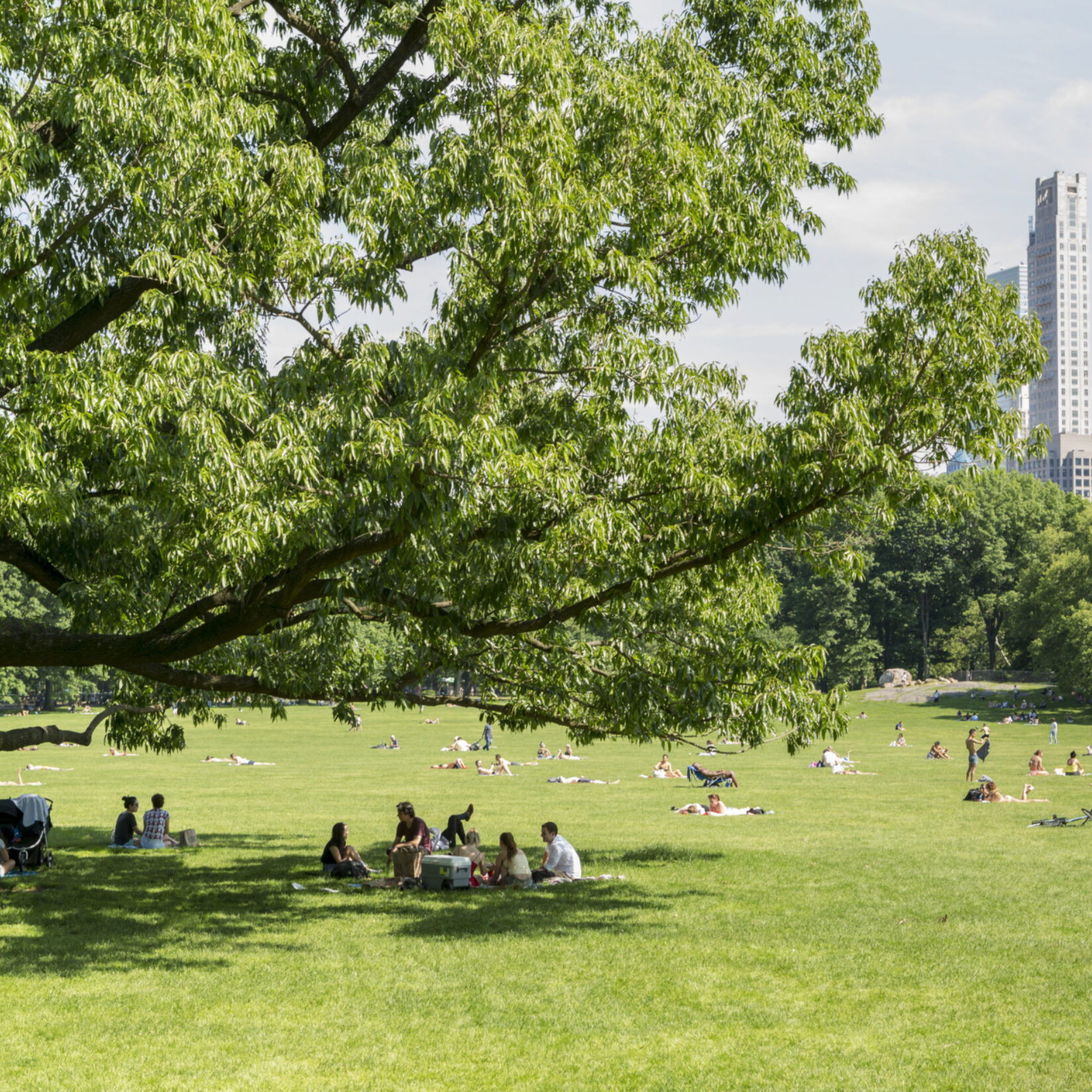 Picnickers under the shade of a tree in the Sheep Meadow on a beautiful summer day
