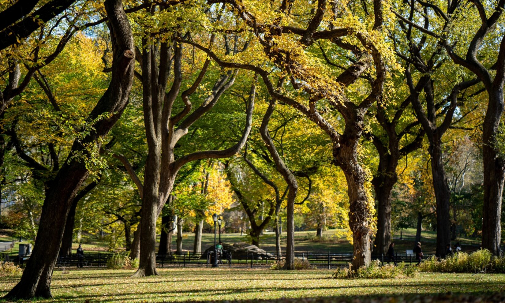 A view of the Mall in spring